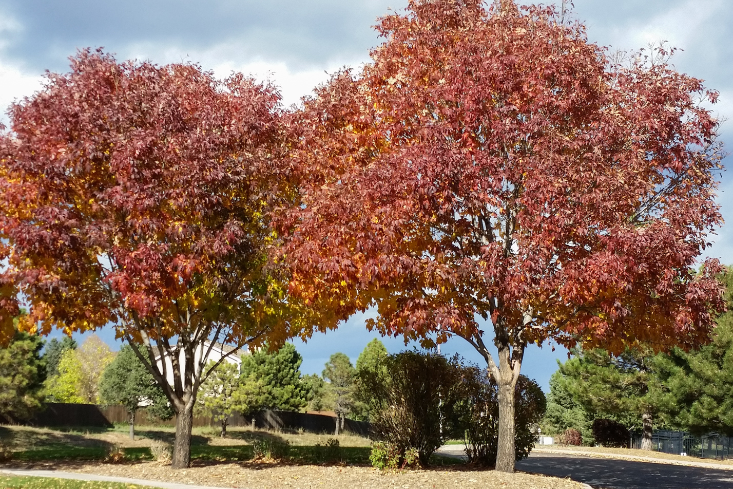 Autumn Purple Ash